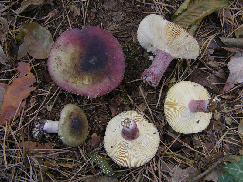 Russula da determinare (cfr. Russula torulosa)
